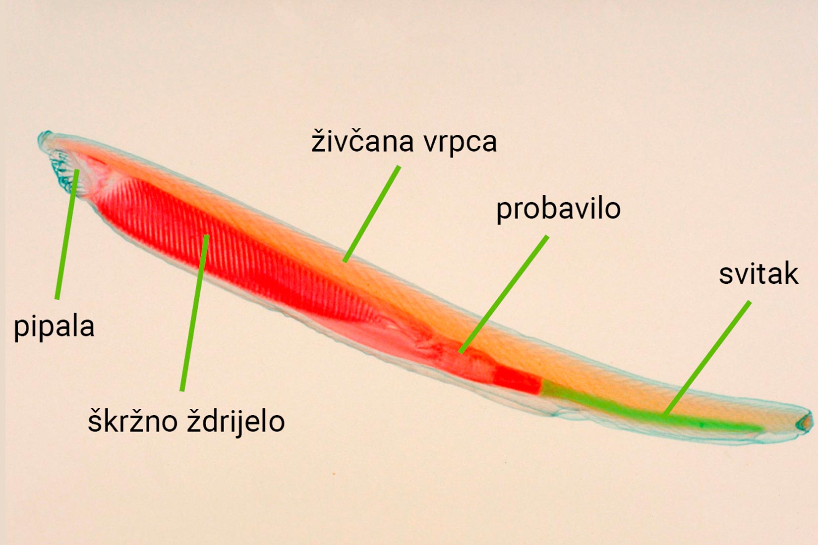 Fotografija prikazuje jarko crvenu kopljaču, izduženog ribolikog izgleda s označenim dijelovima.