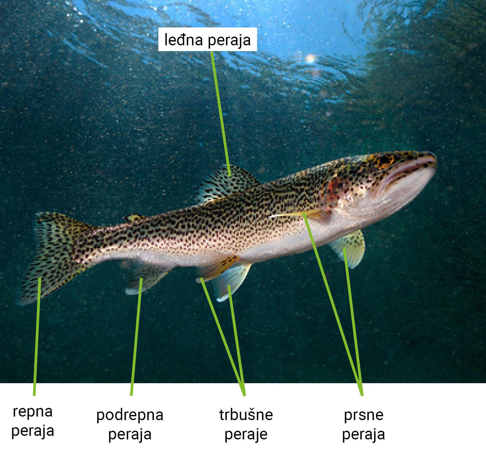 Raspored peraja kod ribe