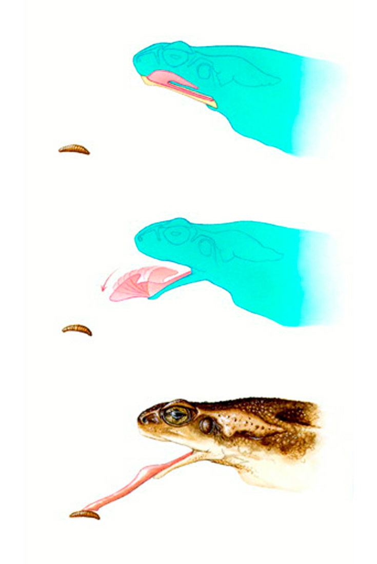 Žabe love hranu jezikom