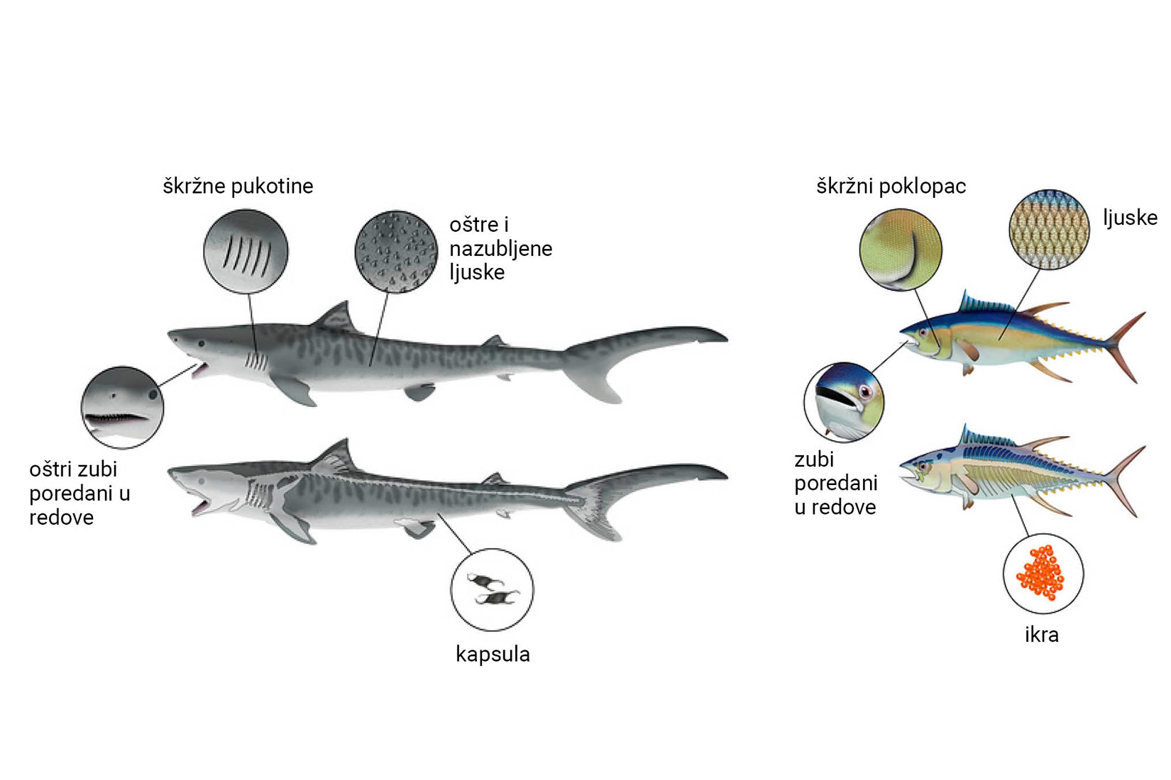 Slika prikazuje dvije ilustracije na kojima su prikazane specifičnosti anatomske građe tijela tune kao primjer riba koštunjača. Istaknuti su zubi poredani u redove, škržni poklopac, pravilno posložene glatke ljuske i narančasta ikra.
