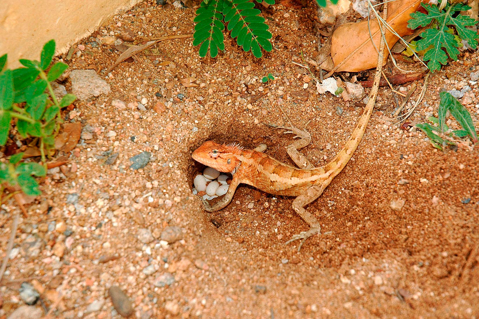 Slika prikazuje smeđeg guštera koji skriva svoja jaja u rupu u tlu