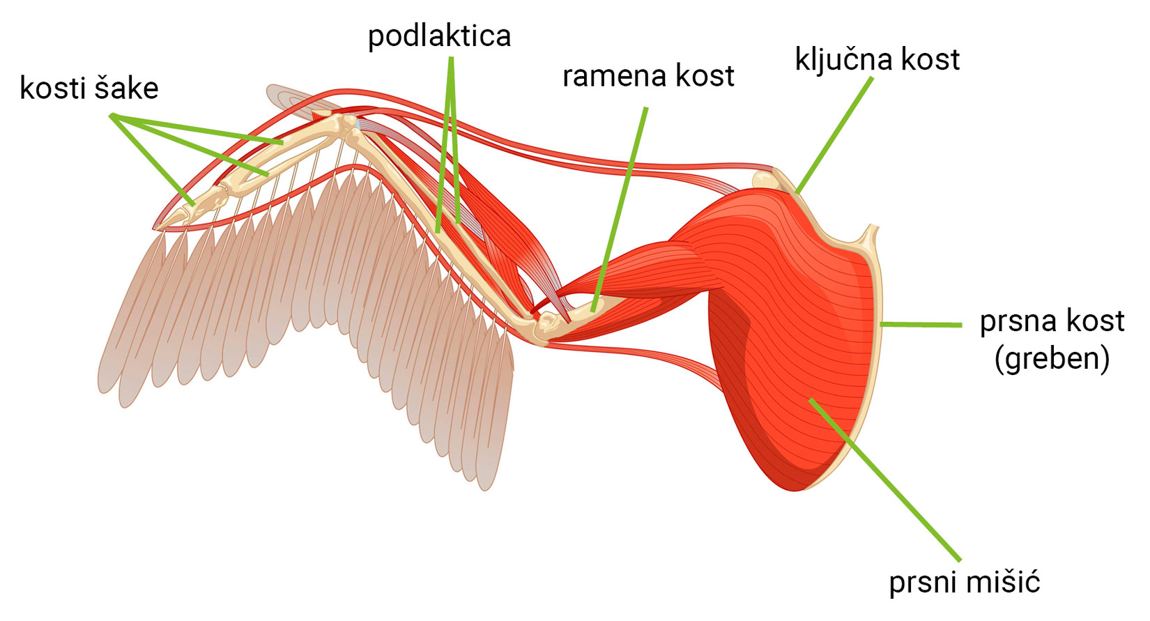 Slika prikazuje anatomijju mišića i kostiju oko ptičjeg krila.Vidimo kosti šake,podlakticu, ramenu kost, ključnu kost, prsnu kost(greben) i prsni mišić.
