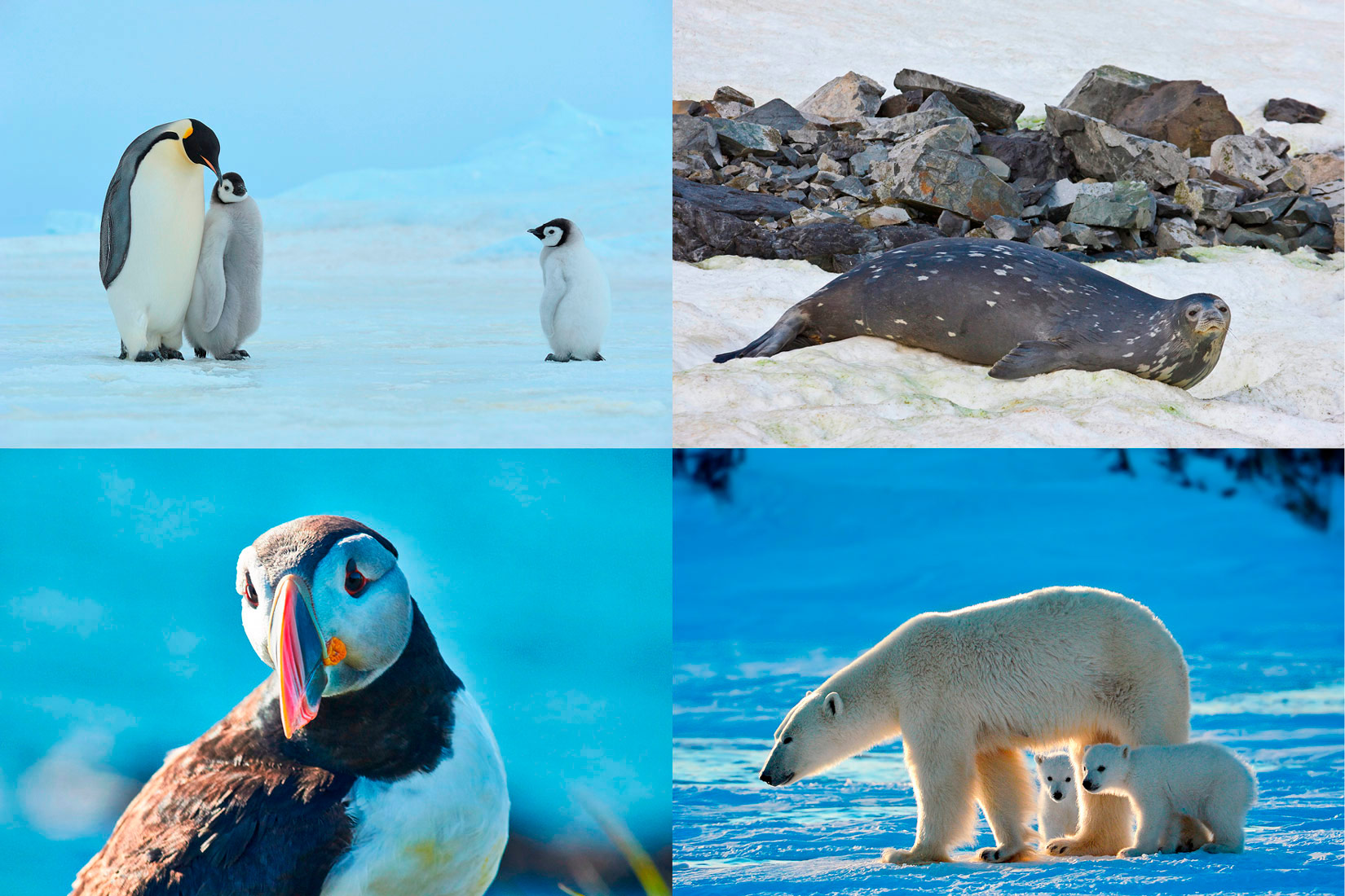 Slika se sastoji od 4 slike na kojima su prikazane životinje.