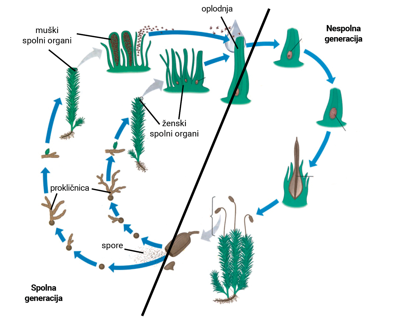 Ilustracija prikazuje životni ciklus mahovina s odvojenim spolnim i nespolnim generacijama