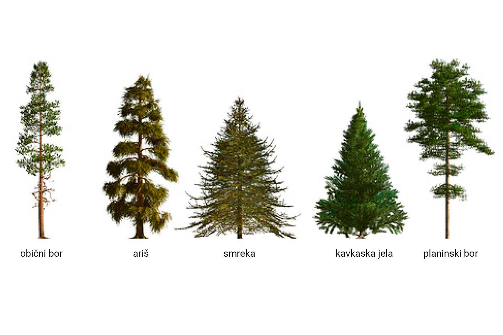 Predstavnici golosjemenjača