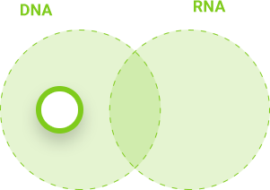 DNA i RNA - DNA
