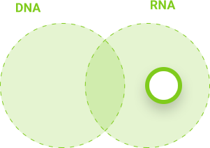 DNA i RNA - RNA