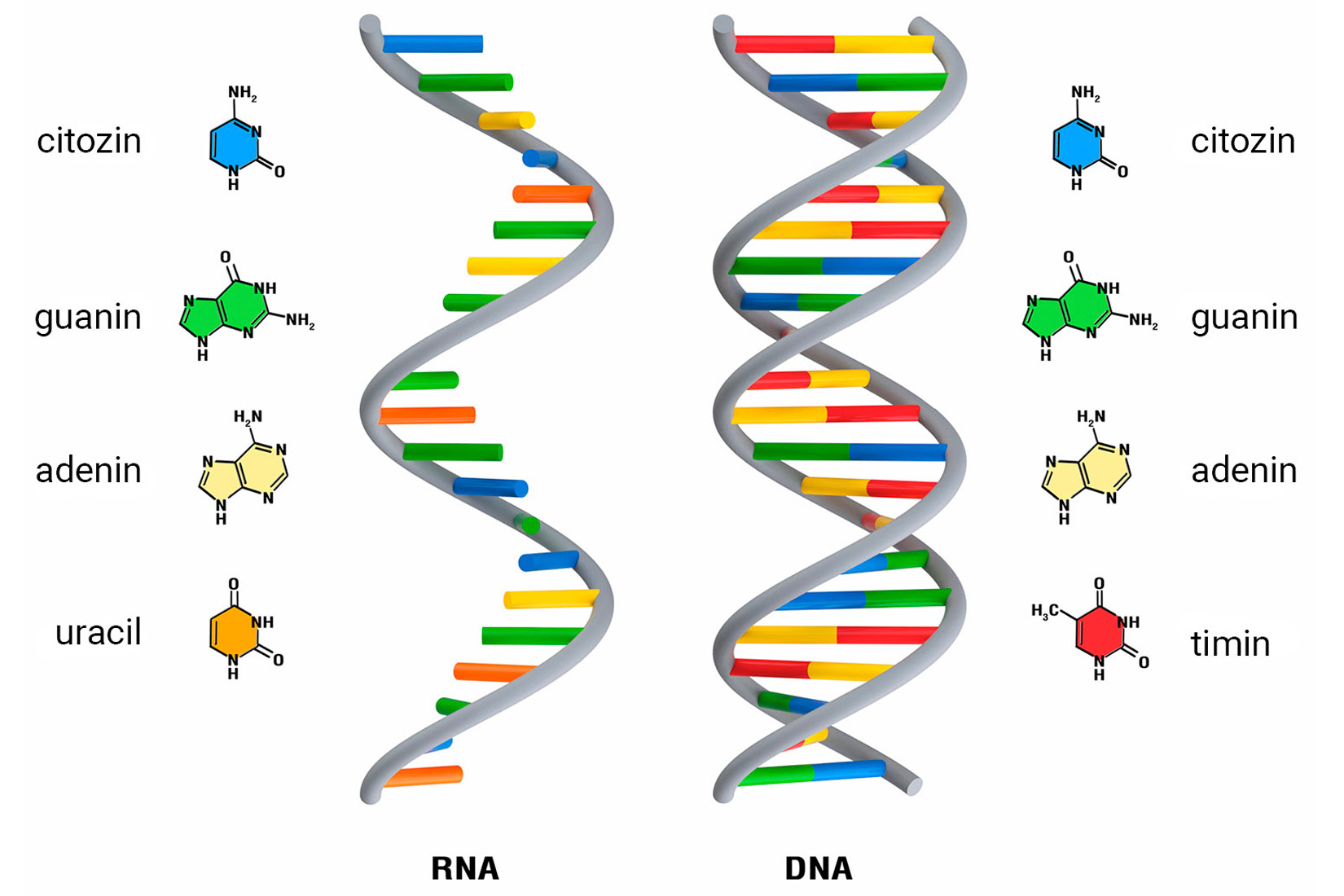 Slika 2. Slika prikazuje jednolančanu molekulu RNA i dvolančanu molekulu DNA.