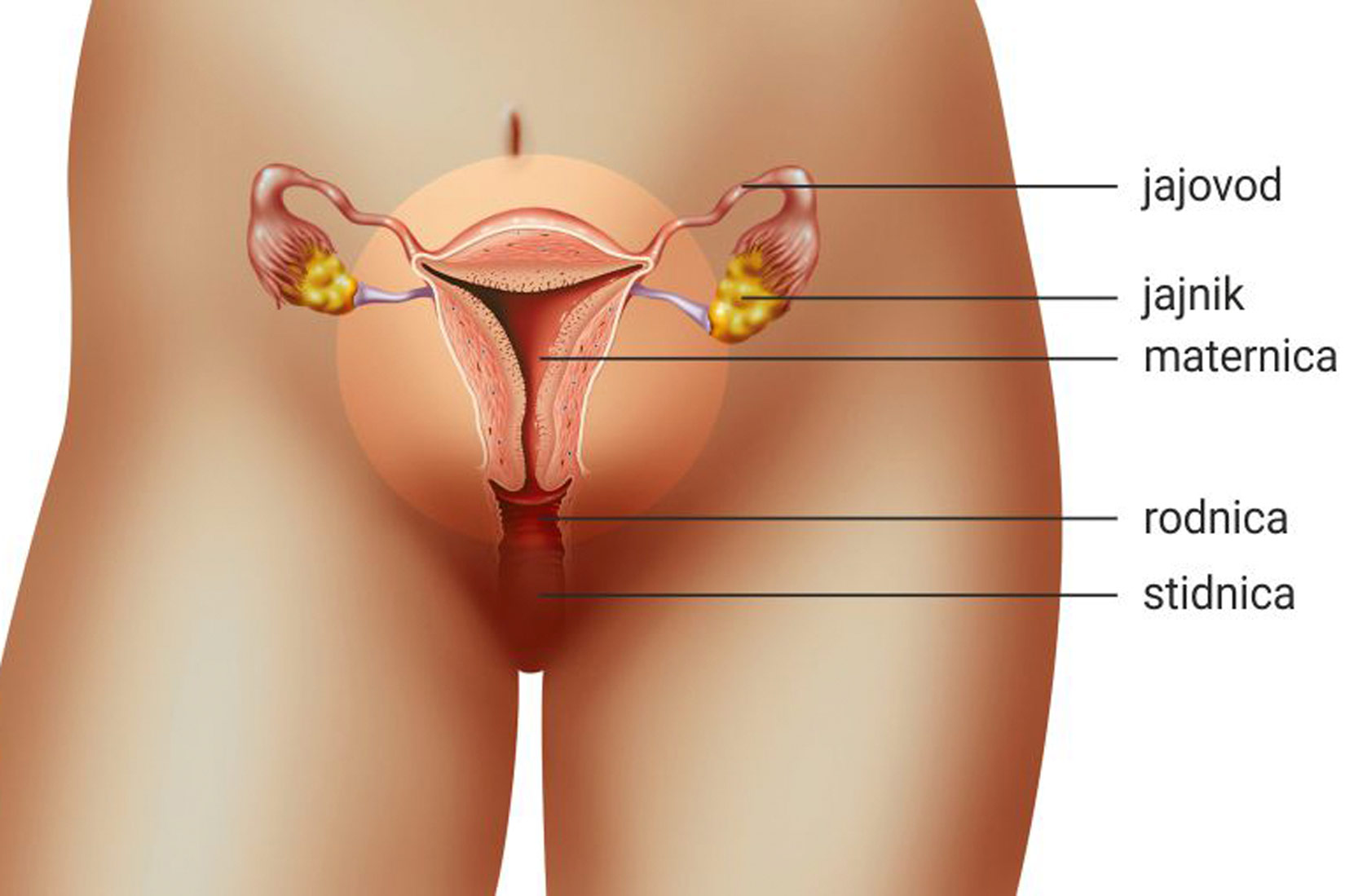 Slika 4. Na crtežu je prikazan dio ženske zdjelice gdje su prikazani ženski spolni organi. Vidi se stidnica, rodnica koja vodi do presjeka maternice. Od maternice vode dva jajovoda do dva jajnika. Jajnici su označeni žutom bojom.