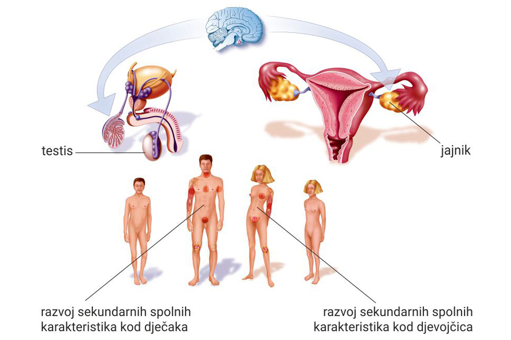 Slika 1. Na slici je prikazan mozak, iz mozga na desno dolje ide strelica koja vodi do prikaza presjeka ženskog spolnog sustava i pokazuje na jajnik. Na lijevo od mozga vodi strelica do muškog spolnog sustava te pokazuje testis. Ispod njih su prikazani s lijeva na desno: dječak, odrastao muškarac s prikazanim sekundarnim spolnim karakteristikama, žena s prikazanim sekundarnih spolnih karakteristika, te djevojčica.
