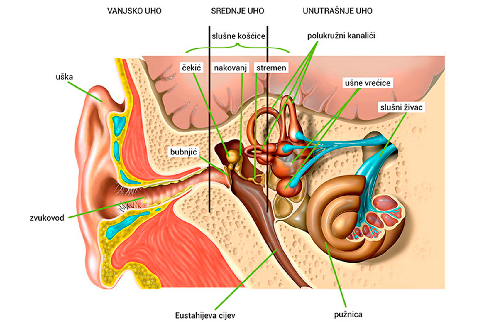 Prikazan je presjek uha. Vidi se uška na koju se nastavlja zvukovod ispunjen dlačicama i lojnim žlijezdama. Na njega se nastavlja bubnjić s čekićem, nakovnjem i stremenom. To je srednje uho. Unutrašnje uho čine polukružni kanalići, ušne vrećice, pužnica i slušni živac. Iz srednjeg uha vodi Eustahijeva cijev.