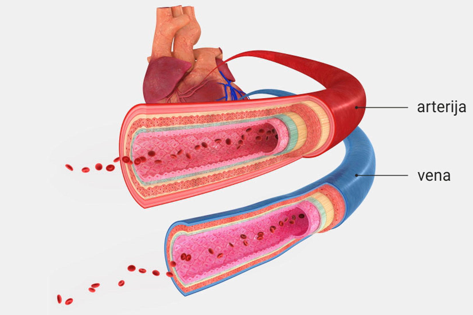 Slika prikazuje presjek arterije i vene. Arterija je izvana obojena crvenom bojom i njezin presjek pokazuje više slojeva u samoj ovojnici. Vena je izvana plava i tanja je od arterije.