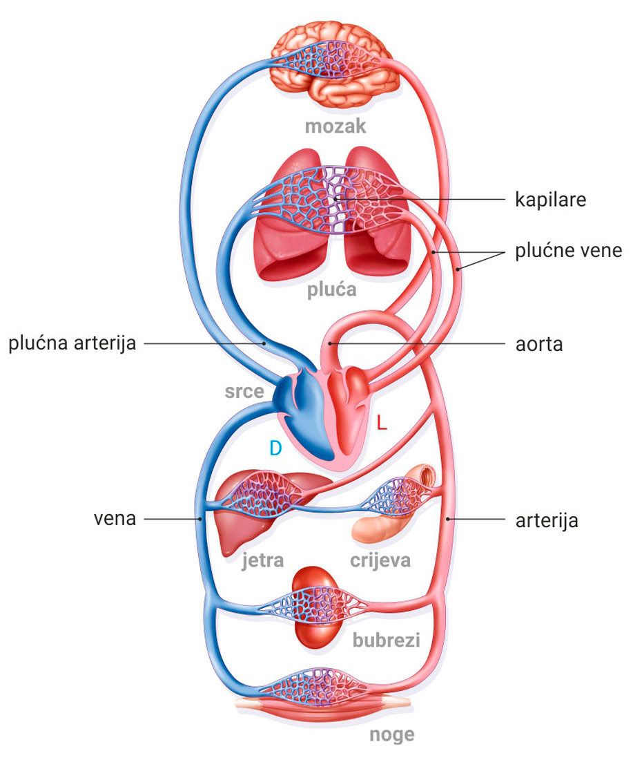 Slika prikazuje mali i veliki optok krvi i glavne organe koji su za taj optok važni. To su mozak, pluća, srce, jetra, crijeva, bubrezi te mišići noge. Povezani su venama i arterijama.