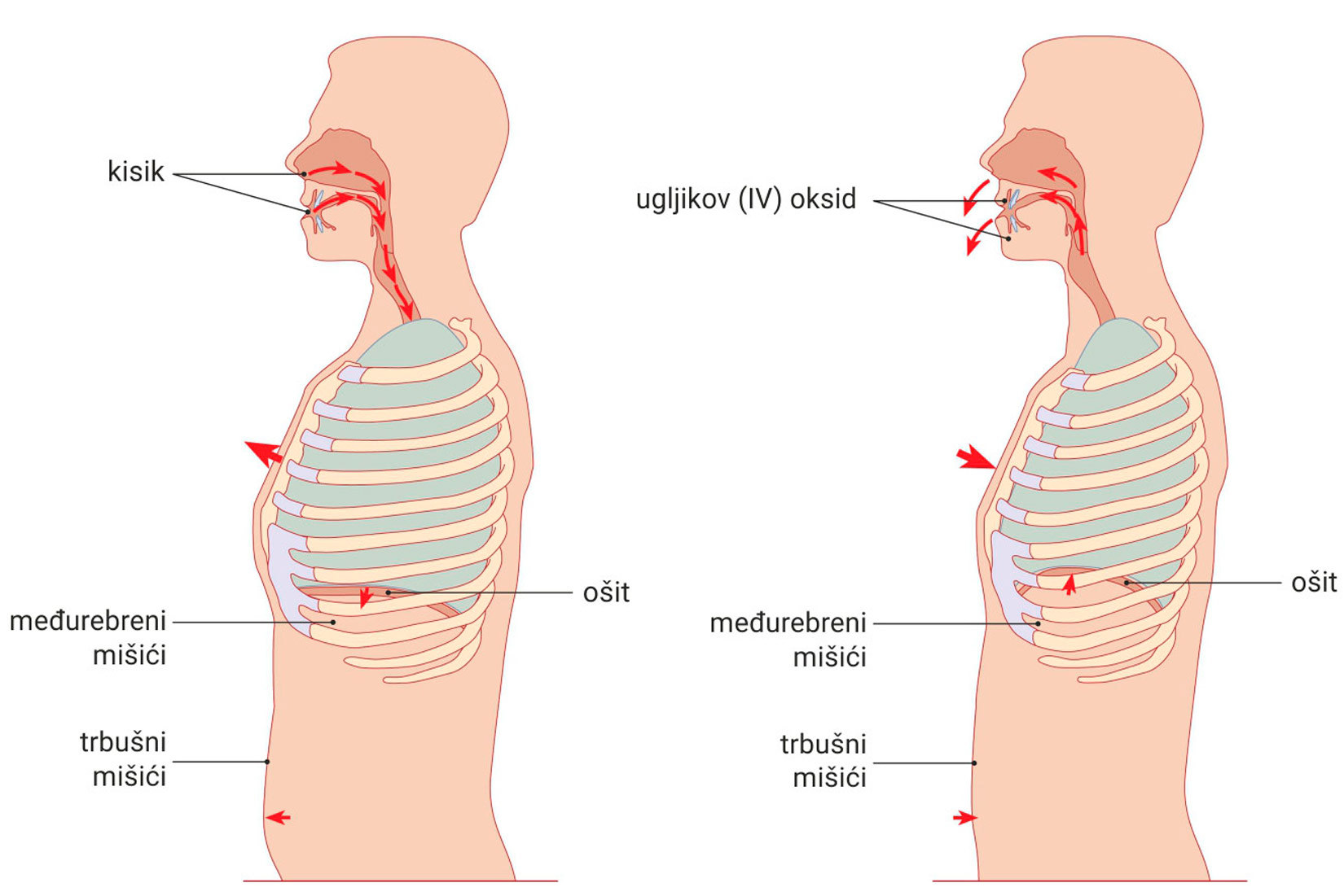 Prikazana je slika udisaja i izdisaja. Na desnoj je strani udisaj i u tom slučaju kisik ulazi kroz ista, međurebreni i trbušni mišići kreću se prema van, ošit se spušta prema dolje. Kod izdisaja se prsni koš skuplja i trbušni mišići potisuju prema unutra, ošit se diže prema gore, a kroz usta izlazi ugljik(IV) oksid.
