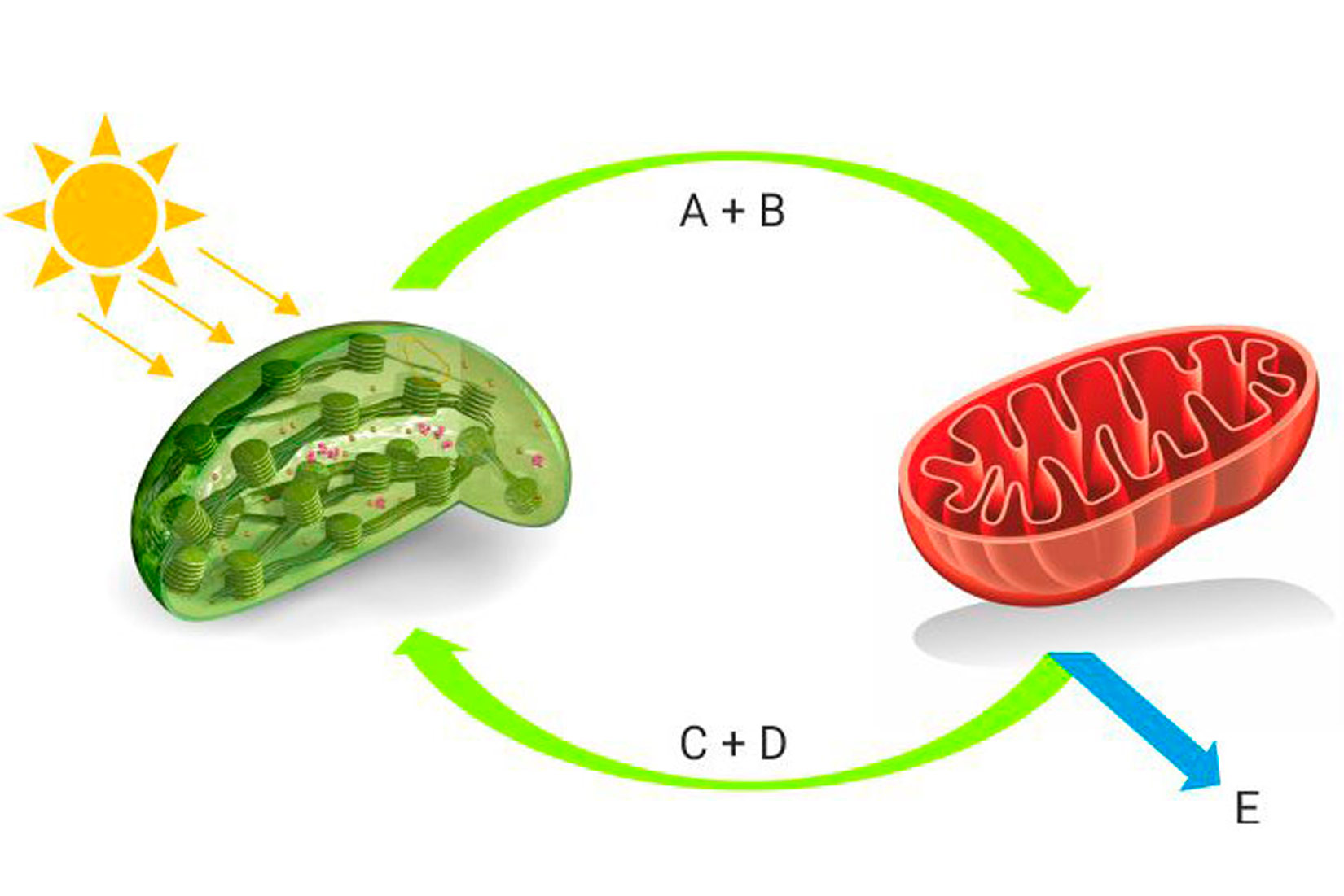 Povezanost fotositeze i staničnog disanja