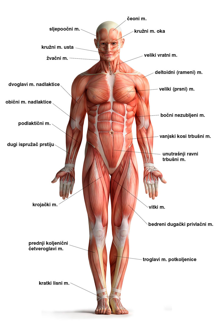 Slika 4. Mišićni sustav