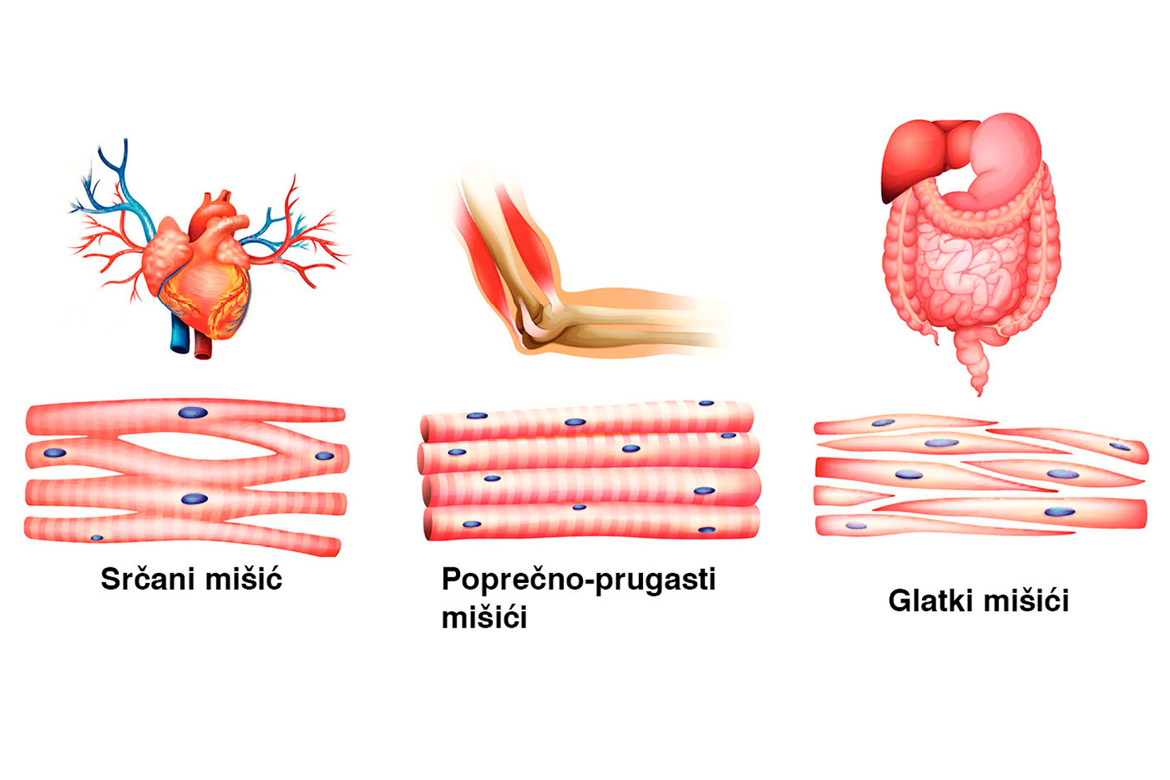 Slika 5. Prikazan je presjek tri vrste mišića: srčanog mišića, poprečno-prugasti mišići, glatki mišići.