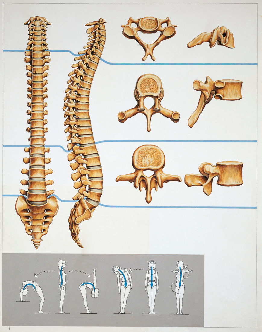 Slika 1. Prikaz građe kralježaka koji tvore kralješnicu te pokreta koji su mogući s pomoću kralježnice