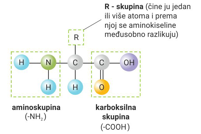Prikazana je strukturalna formula aminokiseline. Lijevo u kružnici istaknuta je amino grupa, dok je desno u kružnici označena karboksilna skupina.