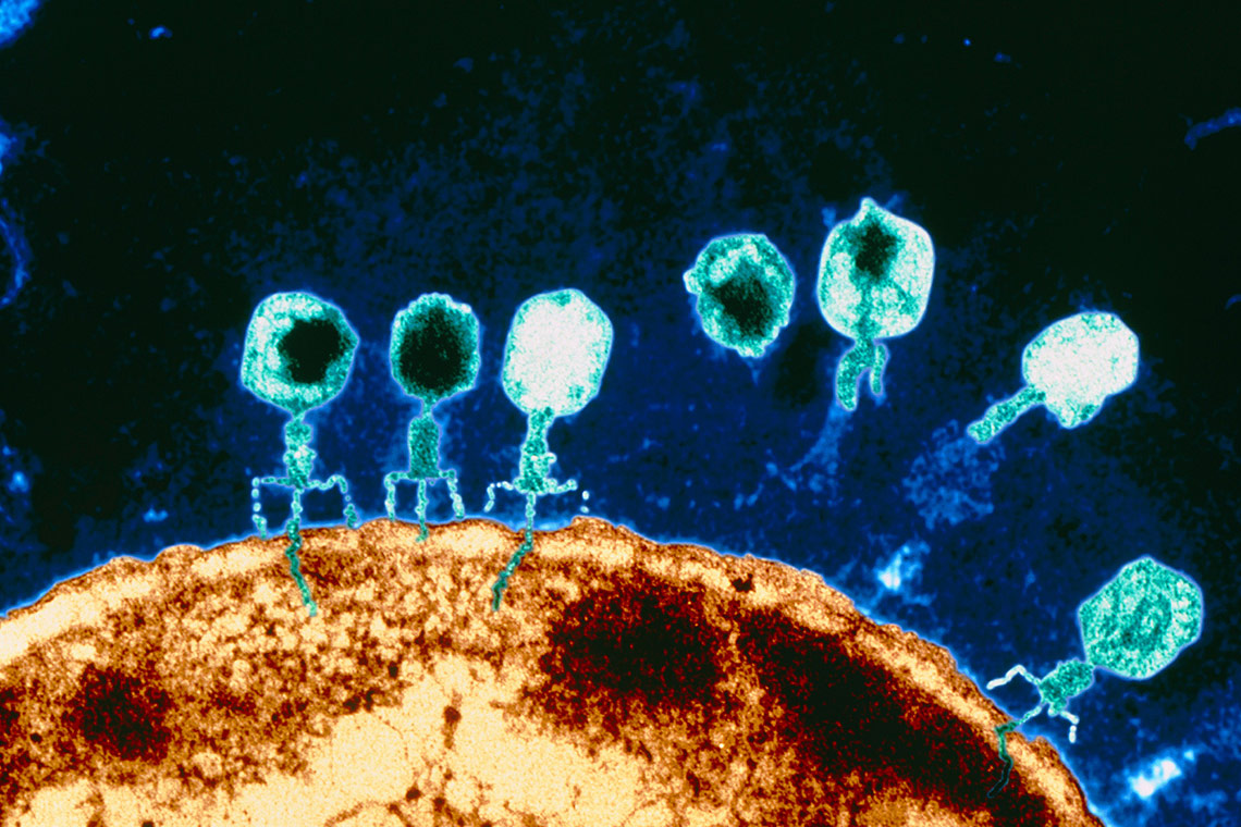 Napad bakteriofaga na bakterijsku stanicu