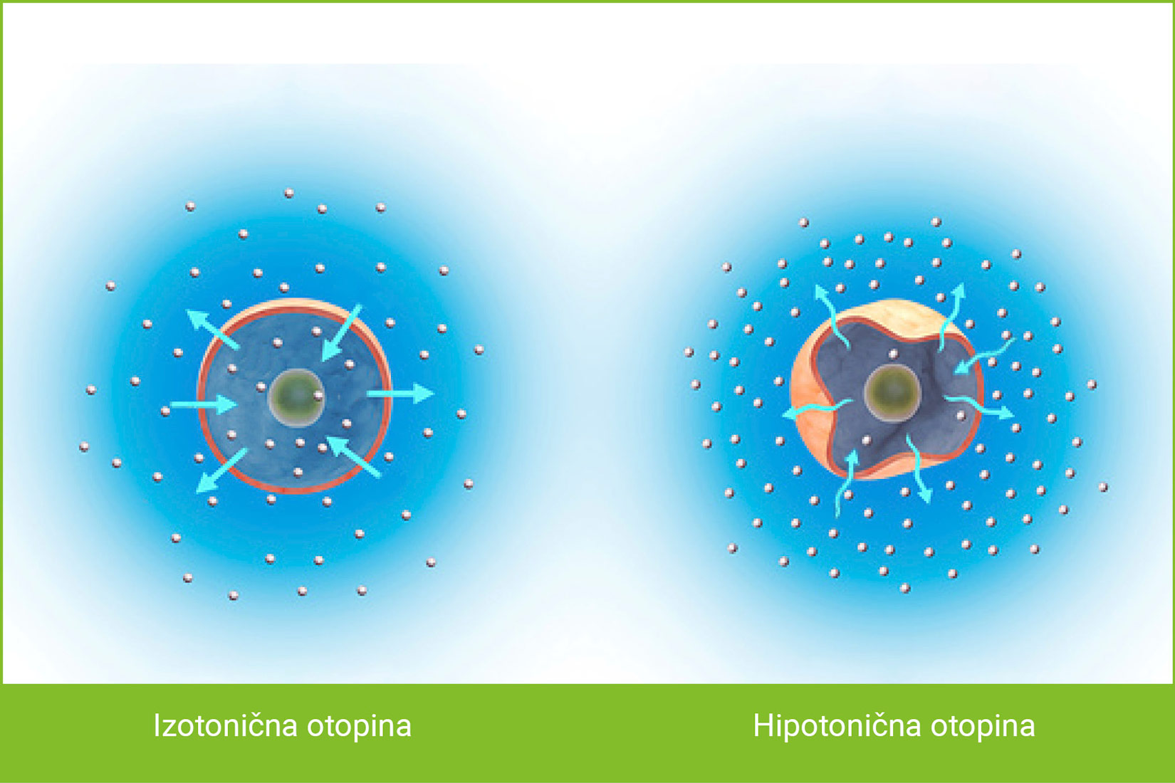 Ukoliko je koncentracija otopljenih tvari s obje strane membrane jednaka (slika lijevo), kretanje vode bit će jednako u oba smjera. Kad je koncentracija otopljenih tvari s vanjske strane membrane mnogo veća (slika desno), tada će voda izlaziti iz stanice.