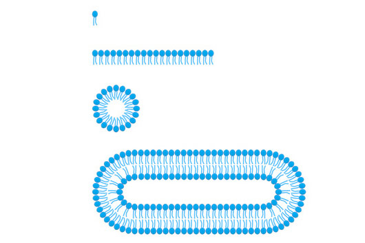 Formiranje fosfolipidnog dvosloja