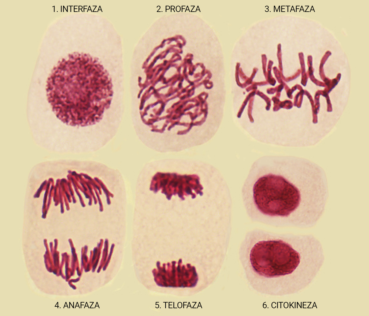 Stanice luka u različitim fazama staničnog ciklusa