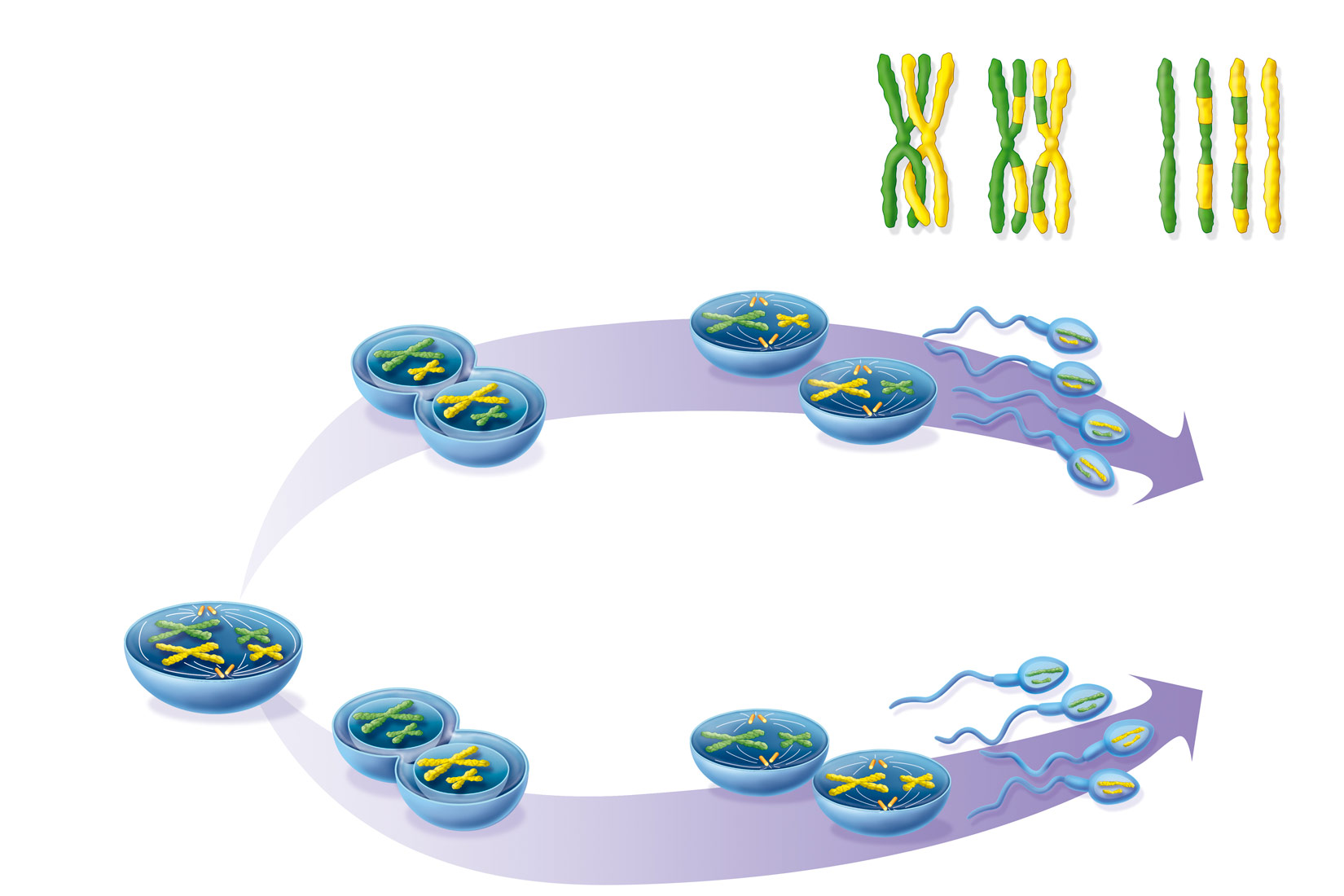 Nezavisno odvajanje homolognih kromosoma