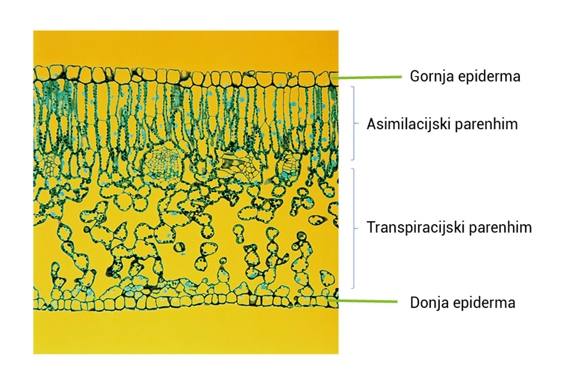 Poprečni prerez kroz list, uvećano 55x