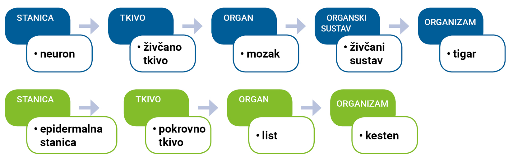 Primjeri shematskih prikaza organizacijskih razina životinjskog i biljnog organizma
