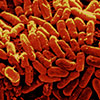 E-coli