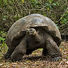 Galapagoska kornjača