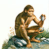 Homo habilis