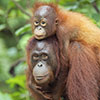 Orangutan