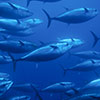 Tuna