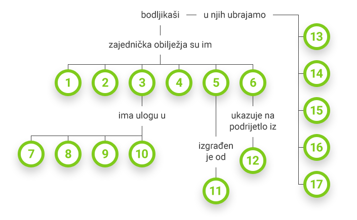 Bodljikaši - prikaz