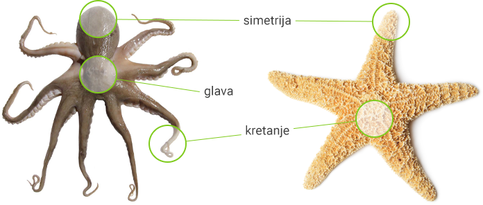 Simetrija životinja - slika hobotnice i zvijezde