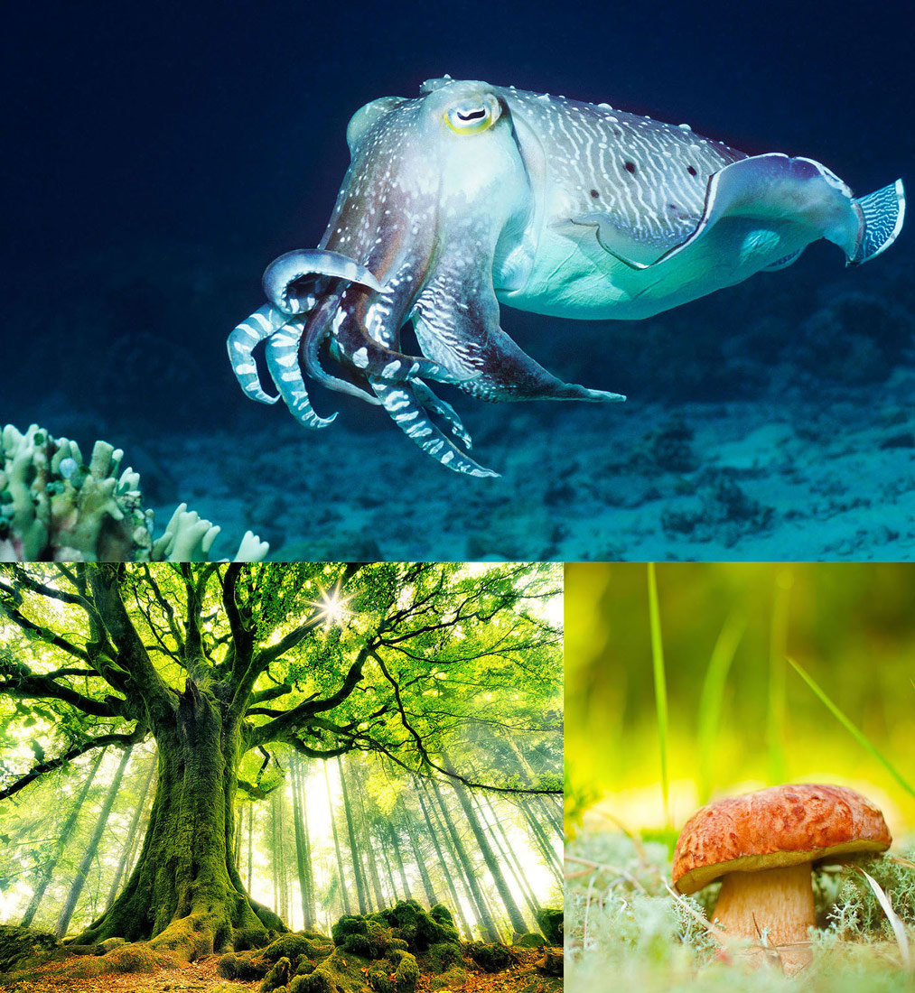 Slika 1. Predstavnici nekih carstava živoga svijeta- sipa u moru, stablo bukve i gljiva u šumi