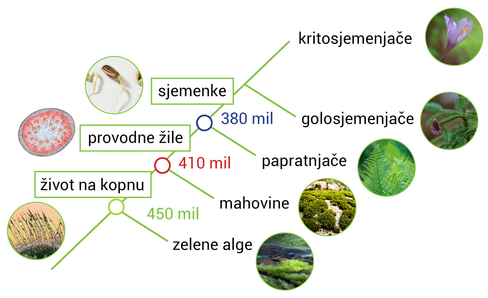 Slika 1. Primjer kladograma carstva biljaka i srodnih organizama