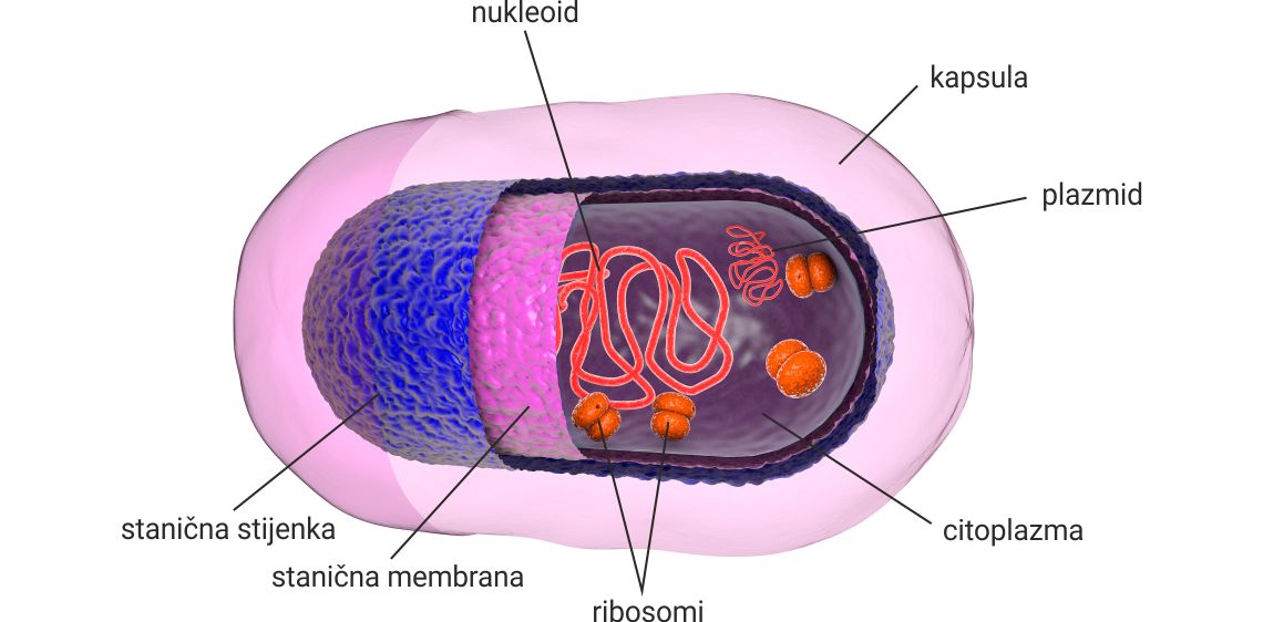 Slika 1. Građa bakterijske stanice