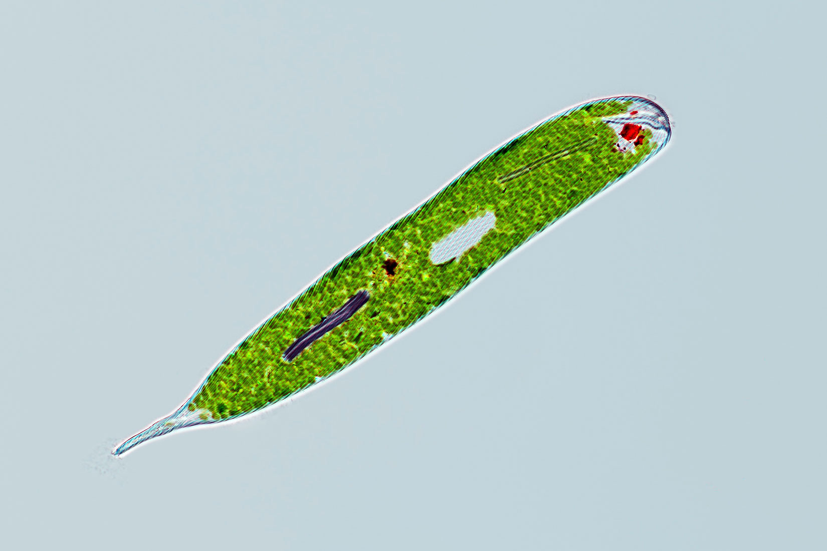 Slika 1. Euglena