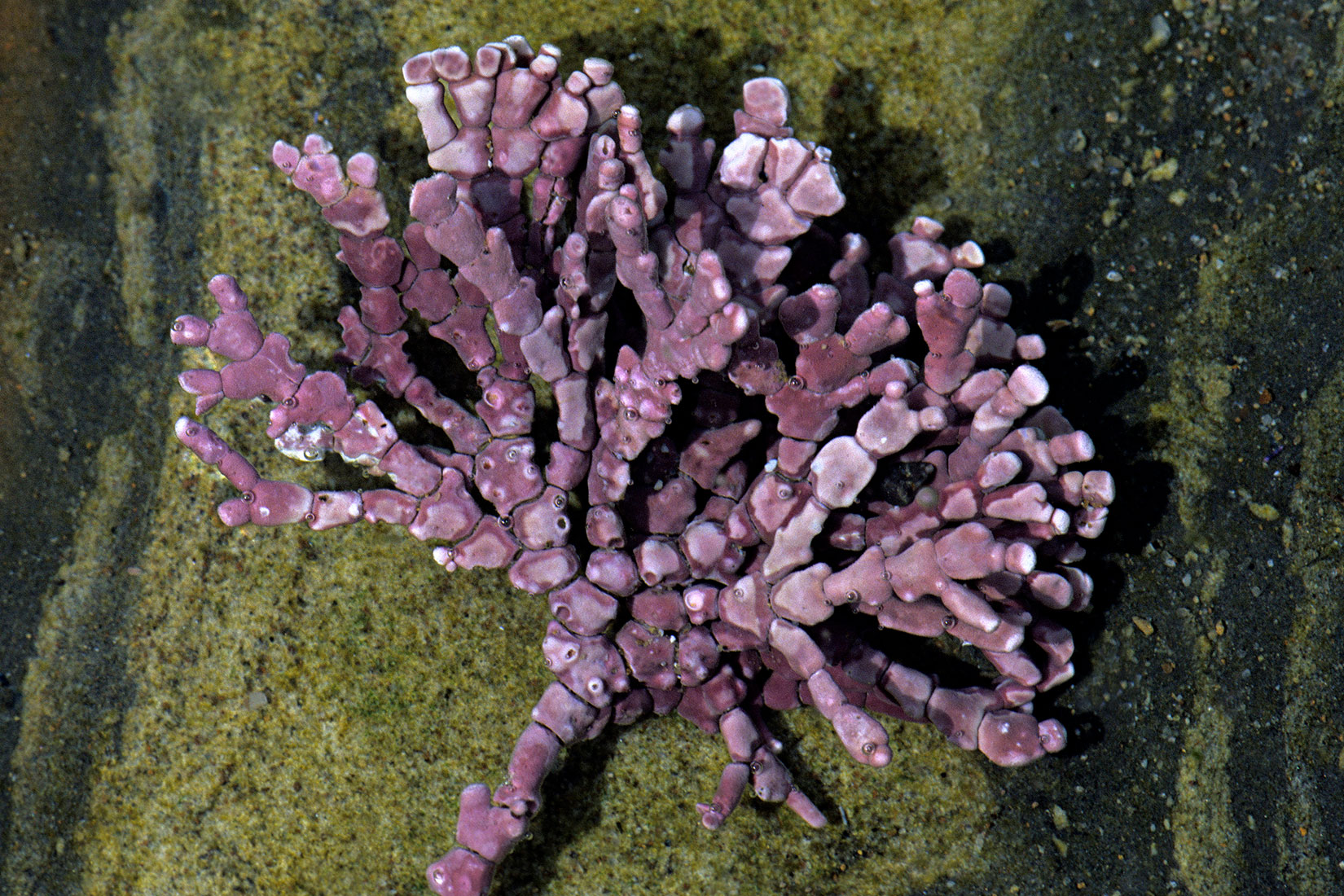 Slika 2. Crvena alga koralina