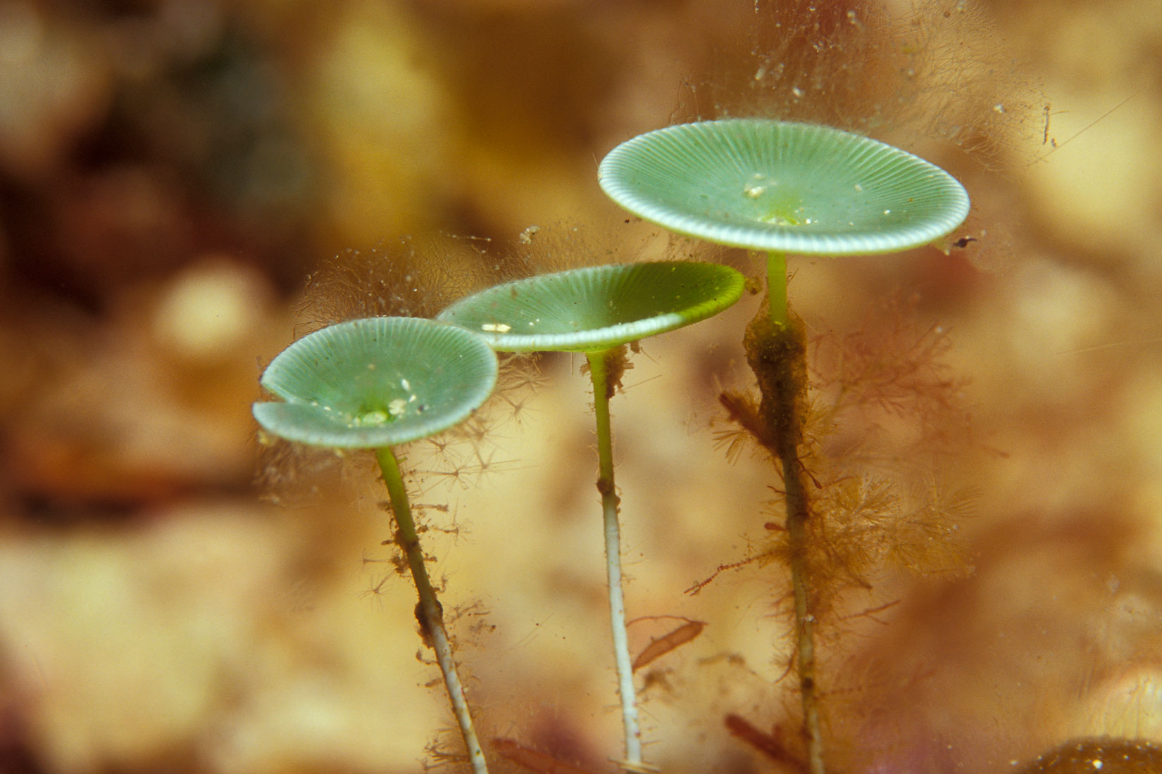 Slika 3. Jadranski klobučić