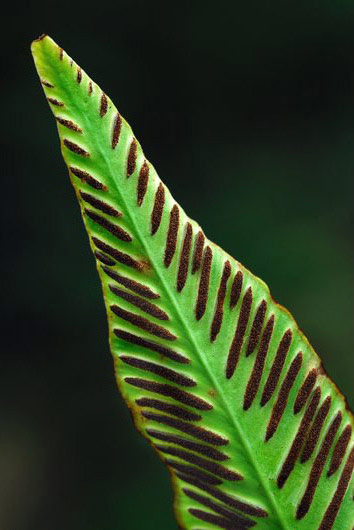 Slika 3. Sporangiji papratnjača