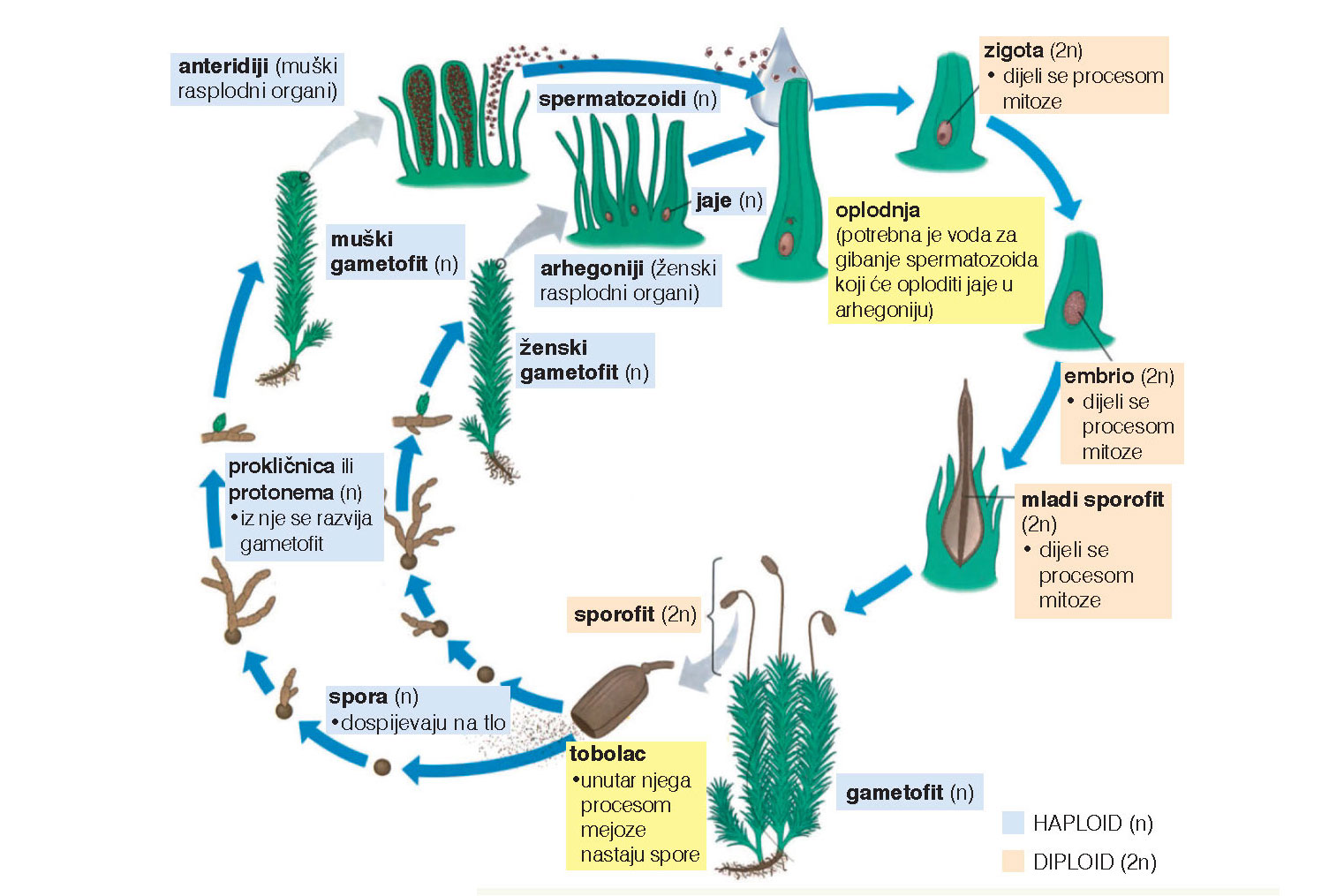 Slika 4. Životni ciklus mahovina