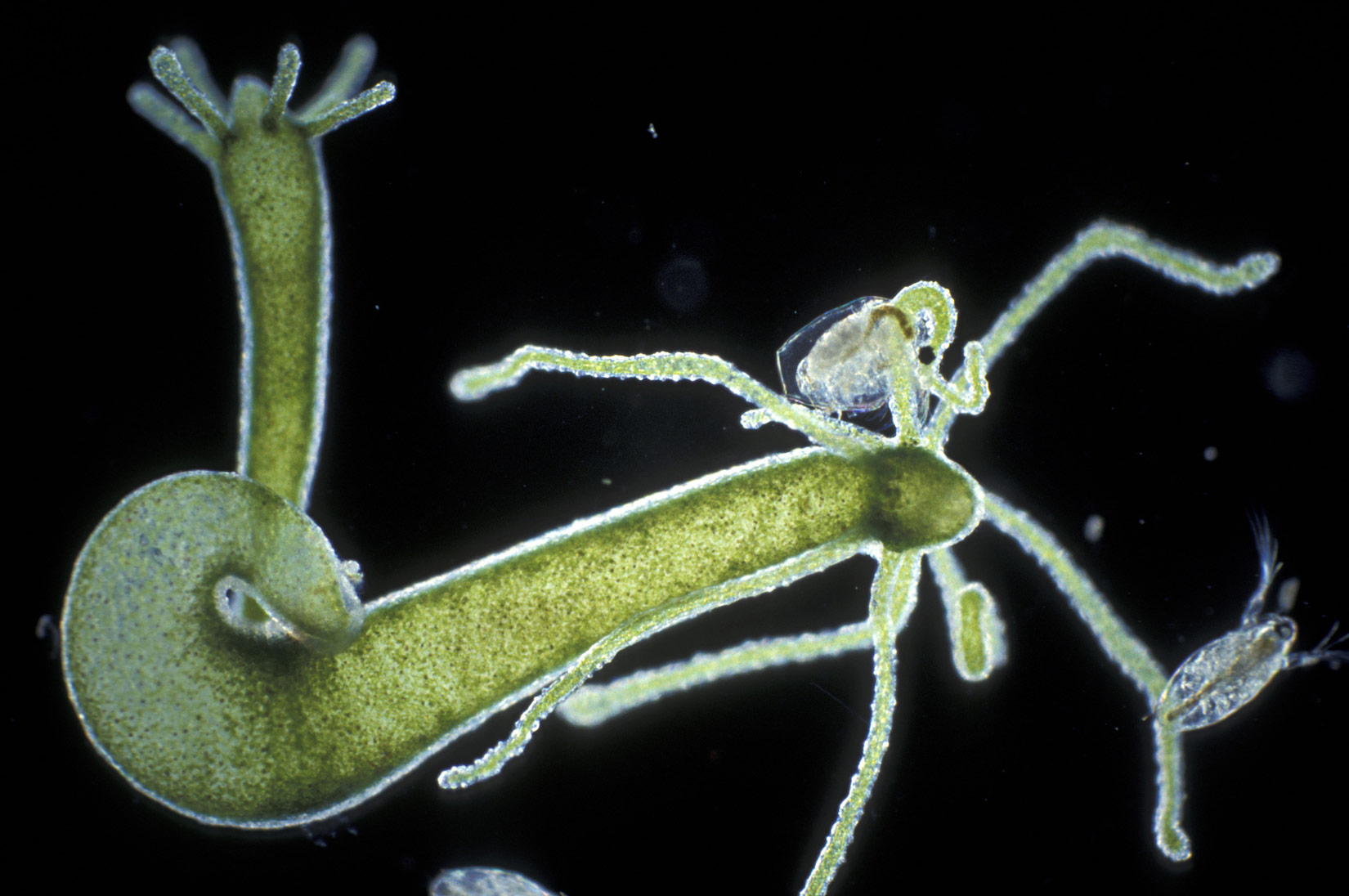 Slika 6. Zelena hidra