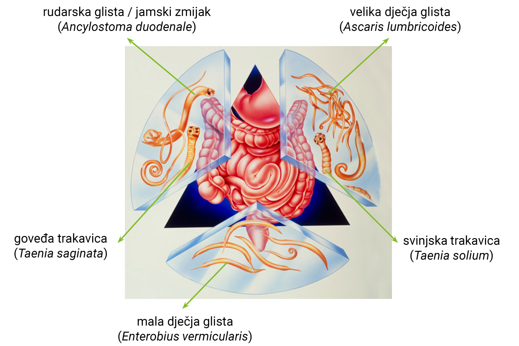 Slika 3. Crijevni paraziti u čovjeka