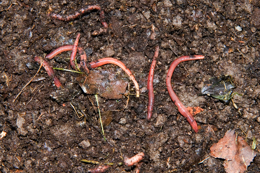 Slika 1. Gujavice u tlu