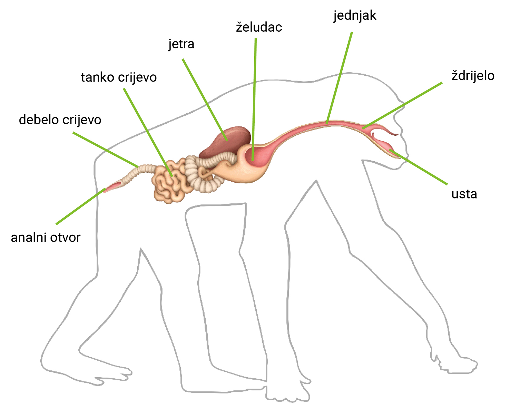 Slika 5. Probavni sustav čimpanze