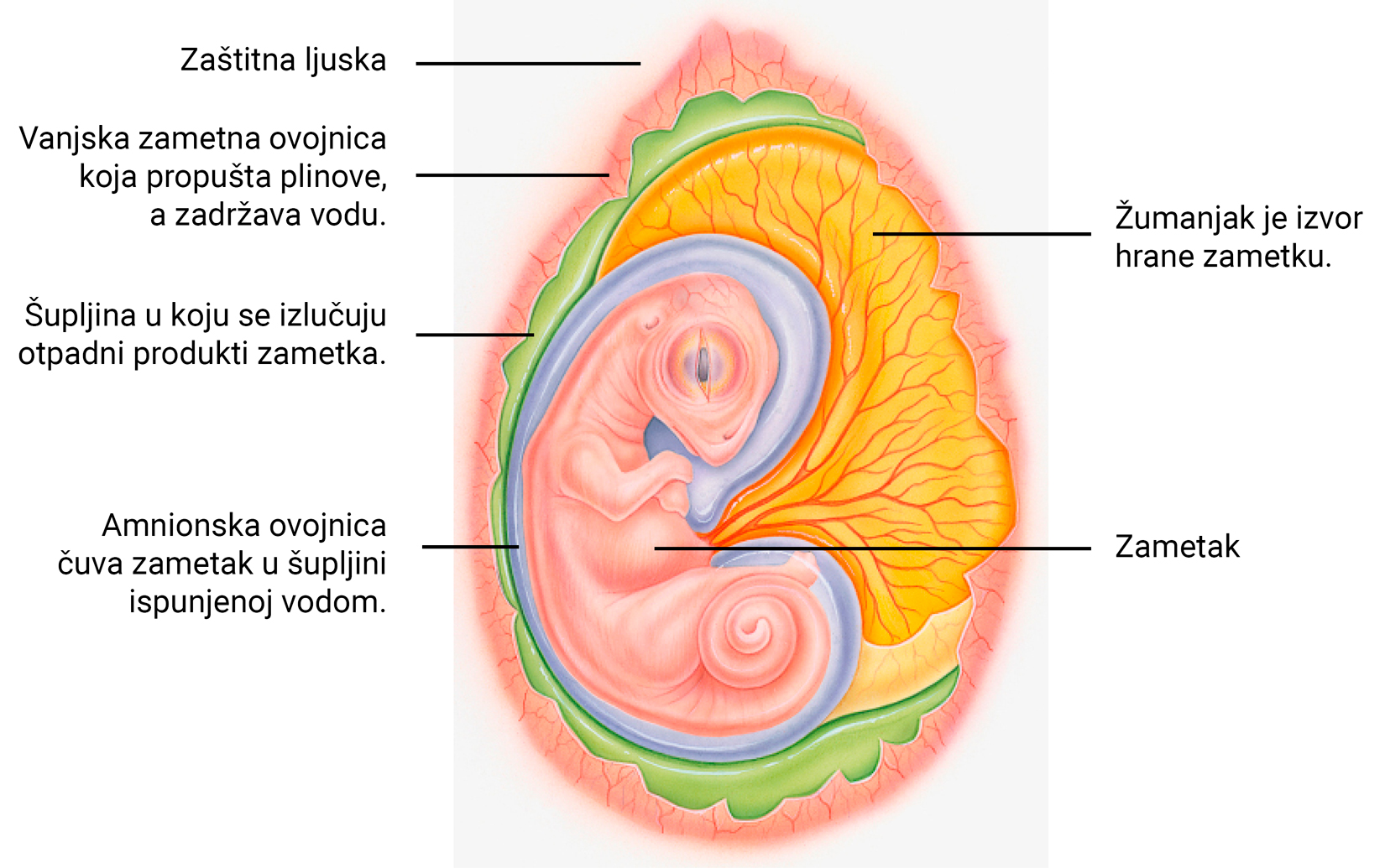Slika 1. Građa amnionskog jajeta